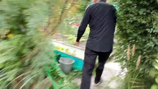 Гинкго Билоба (лат. Ginkgo Bilŏba) на Южном Урале