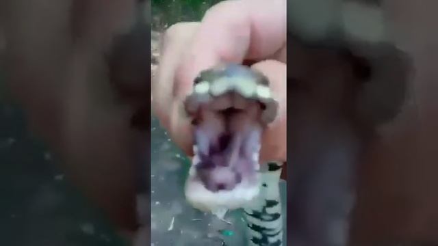 Армянин мучает ядовитых змей. Armenian tormented venomous snakes