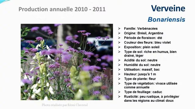 Verveine Bonariensis: plante vivace смотреть онлайн