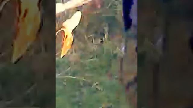 бурлаки!!! смотреть онлайн