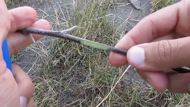 Окулировка для новичков - просто и доступно о прививке деревьев смотреть онлайн
