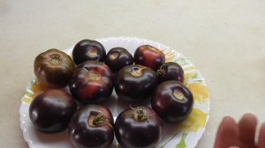 ТОМАТ АМЕТИСТОВАЯ ДРАГОЦЕННОСТЬ. Ольга Чернова.