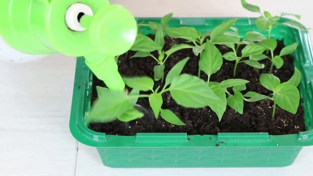 Как быстро избавиться от почвенных мошек на рассаде и комнатных цветах смотреть онлайн