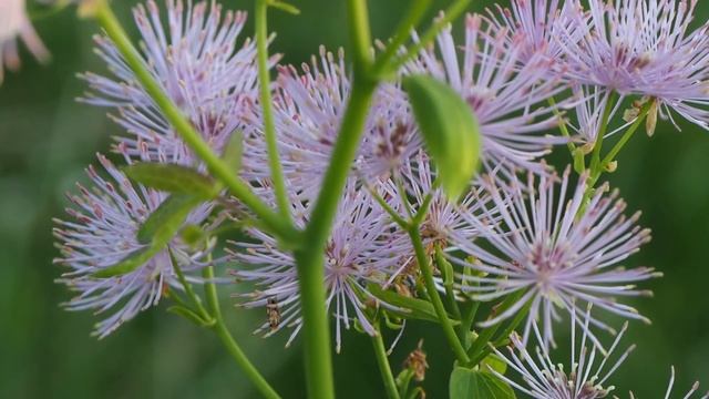 Thalictrum aquilegiifolium 1.mp4 смотреть онлайн