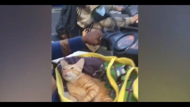Все сюда!!!!! Смешные видео с кошками. смотреть онлайн