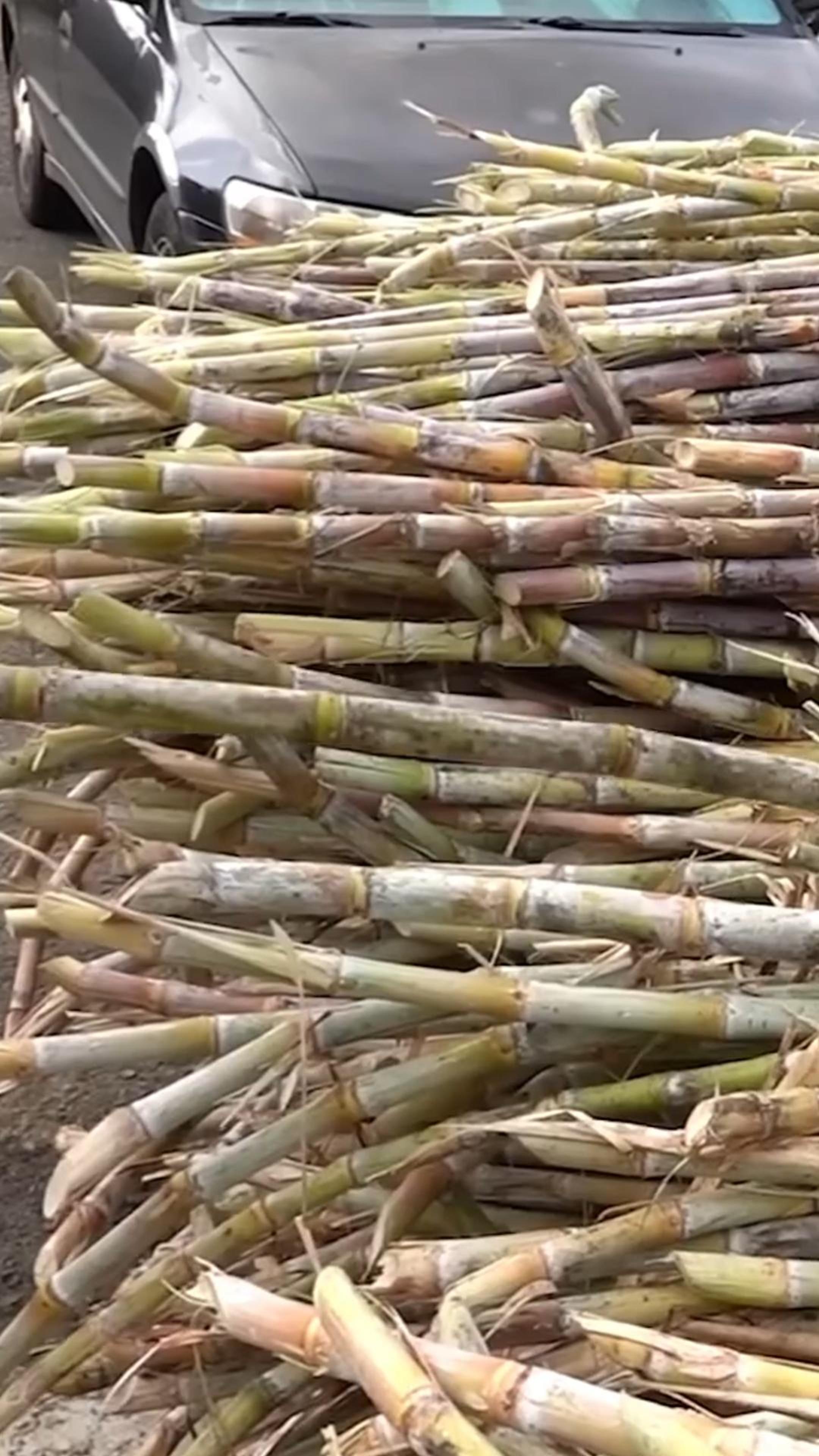 извлечение тростникового сахара #сахар #коричневыйсахар #тростниковый сахар #shorts смотреть онлайн