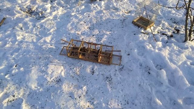 Ловля щегла на западок без манной птицы! смотреть онлайн