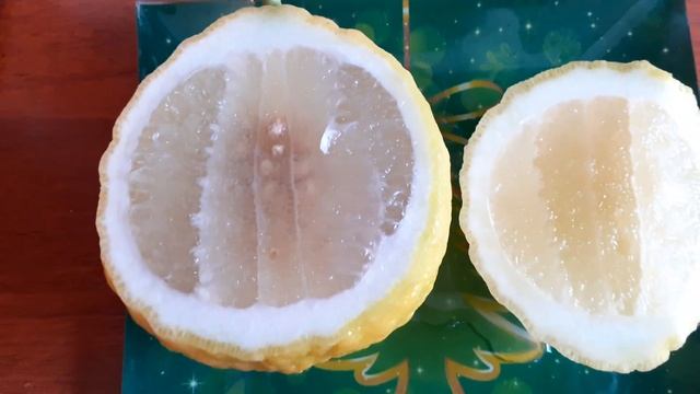 Урожай лимона Пандероза Плод лимона Пандероза Антуриум Домашний лимон #антуриум #лимон смотреть онлайн