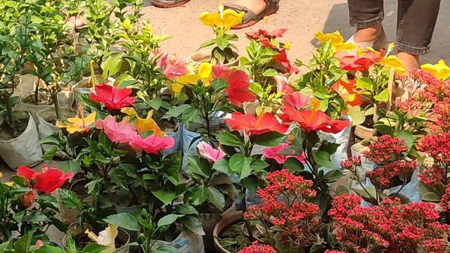 sambazar plant market. mango , rose , hibiscus, jusmin , kelancho plant huge collection... смотреть онлайн