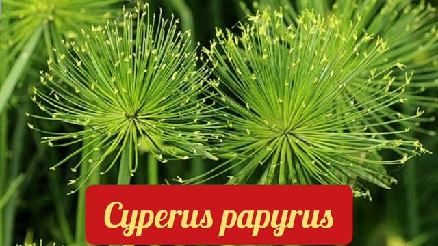 12th & NEET BIOLOGY|ECONOMICALLY USEFUL PLANTS PART-3 |FIBRES TIMBER LATEX PULP WOOD DYES COSMETICS смотреть онлайн