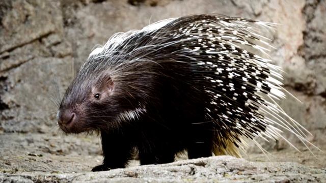 Животные Африки/Как говорят животные Африки/Animals Of Africa смотреть онлайн