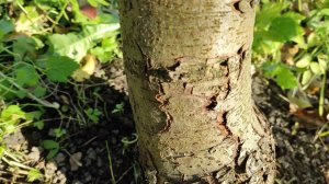 Место прививки на груше ПРОСТО МАРИЯ