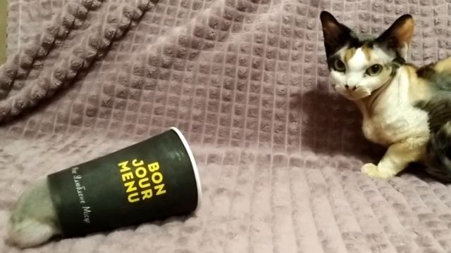 Кошка сьела хомяка? Кошка девон рекс играет с хомяком!Коты и хомяки смотреть онлайн