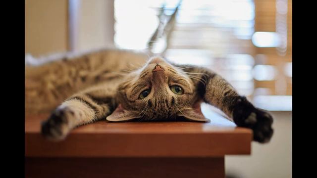 очень смешные картинки про животных \ very funny pictures about animals смотреть онлайн