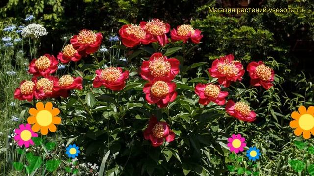 Пион молочноцветковый Америка. Краткий обзор, описание характеристик paeonia lactiflora America смотреть онлайн