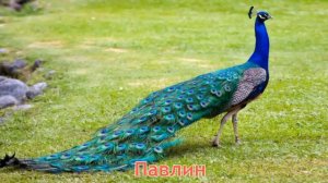 Карточки Домана Часть 3 Птици!