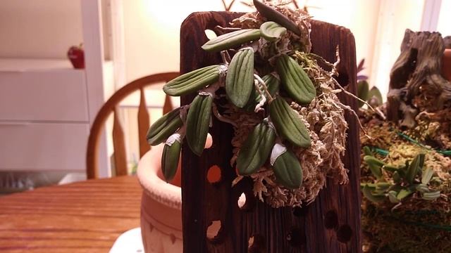 Dendrobium linguiforme смотреть онлайн