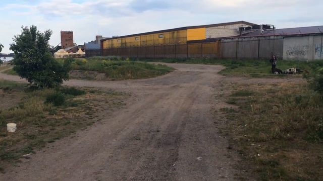 Бабушка про бездомных собак. "Нужно стерилизовать не собак, а тех кто их выбрасывает на улицу смотреть онлайн