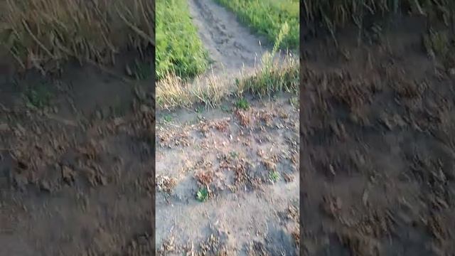 Срезал кусты клубники! Обновление!