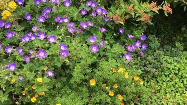 Bees on my Geranium Rozanne?