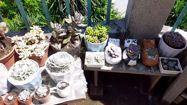 Tour por mi Jardín Suculento (Breve😅) смотреть онлайн