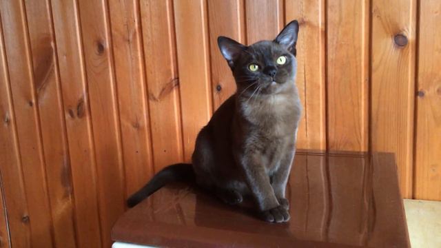 Бурманский котенок, соболь/коричневый смотреть онлайн