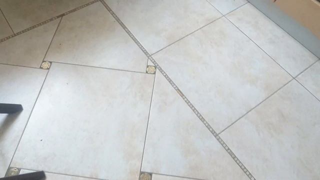 Тайский кот Елизар расправился с рассадой