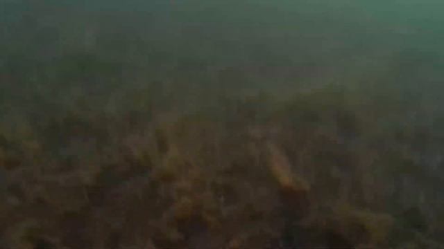 Любительский дайвинг в кирове стрижовски карер смотреть онлайн