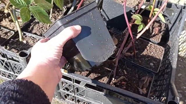 Саженцы ежевика Тройная корона и Лохтей смотреть онлайн