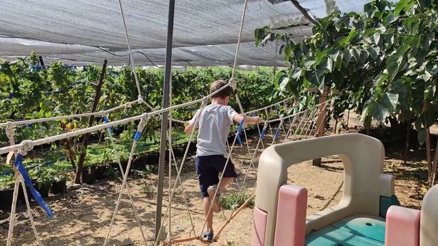 СОБИРАЕМ ГРАНАТЫ В ИЗРАИЛЕ. И ДАЖЕ МАЛИНА РАСТЕТ ЗДЕСЬ! смотреть онлайн