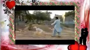 Собачьи бои Собака рвется в бой