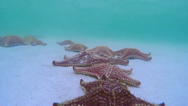 Морские животные для детей и малышей. Обитатели морей и океанов. Развивающие видео. Подводный Мир. смотреть онлайн