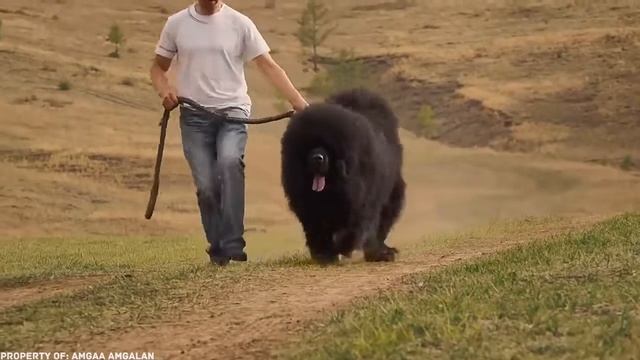 10 самых редких пород собак в мире смотреть онлайн