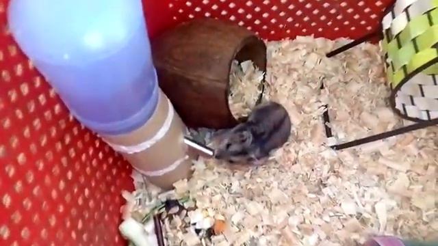 Мой джунгарский ХОМЯК) смотреть онлайн
