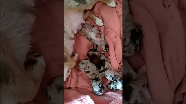 Щенки чихуахуа, мерле, 3 дня смотреть онлайн