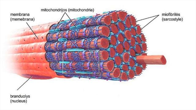 Ты тренируешься неправильно | Повысь эффективность тренировки! смотреть онлайн