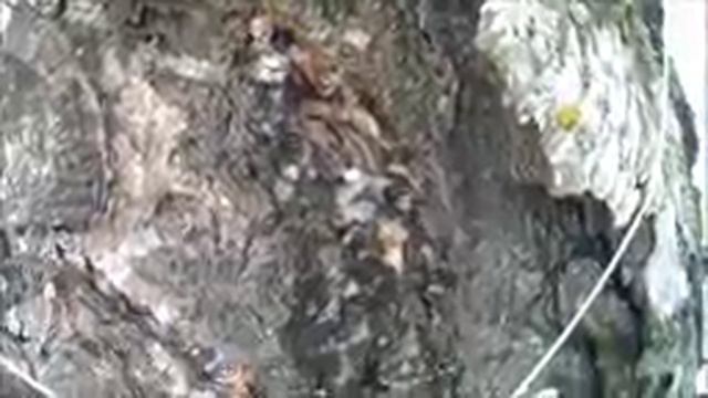 Грибная фотогалерея