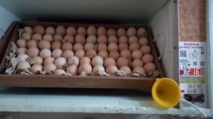 Закладка инкубационного яйца в инкубатор "Блиц" норма 72