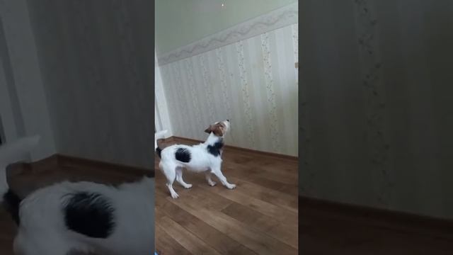 Тильда мотильда ☠??крутая собака смотреть онлайн