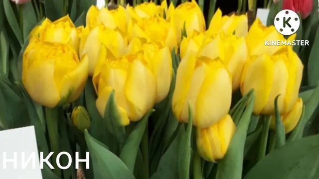 Тюльпан пиëзлари оптом смотреть онлайн