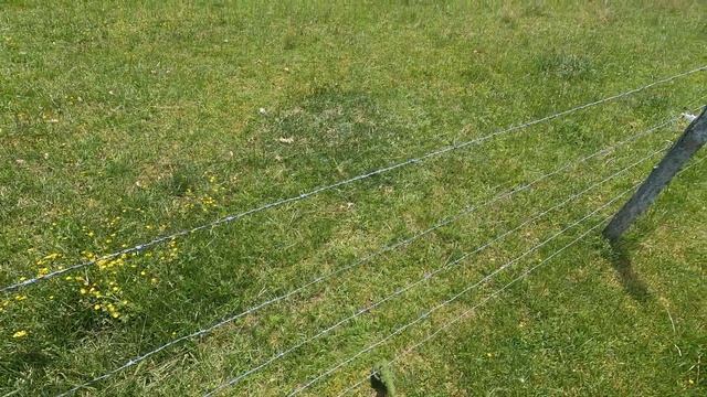 stihl fs 131 trimming fence lines and trees смотреть онлайн