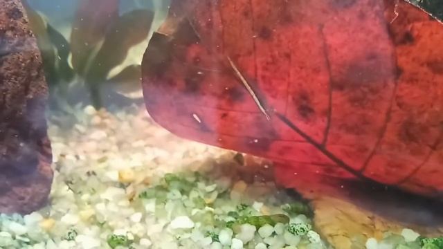 Фильтраторы моего разведения подросли / Пересчитываю и пересаживаю смотреть онлайн