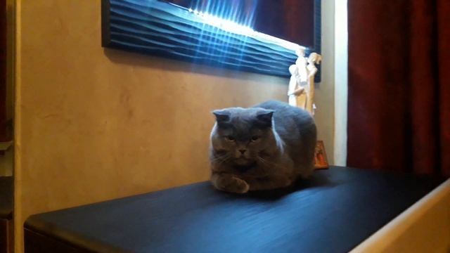 Шотландский Кот 3 года смотреть онлайн