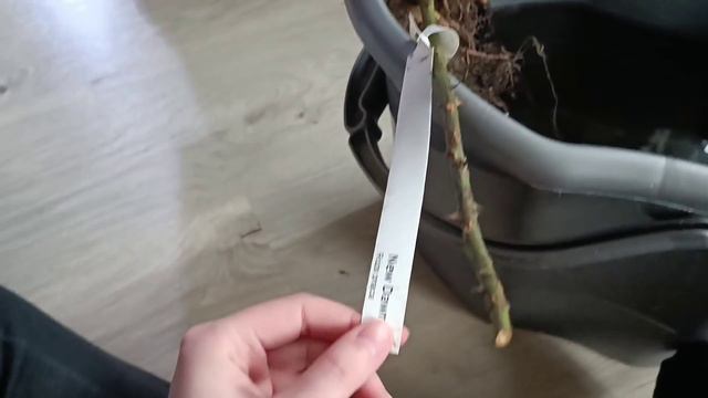 Ile zmieszczę na balkonie? Pomidory, powojniki, róże, maki, jaskry, anemony, zioła i wiele innych ❤ смотреть онлайн