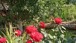 Роскошная роза Софи Лорен.Буйно цветет в сильную жару.