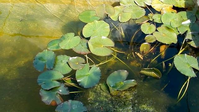 Секреты чистого пруда. Часть 1. смотреть онлайн