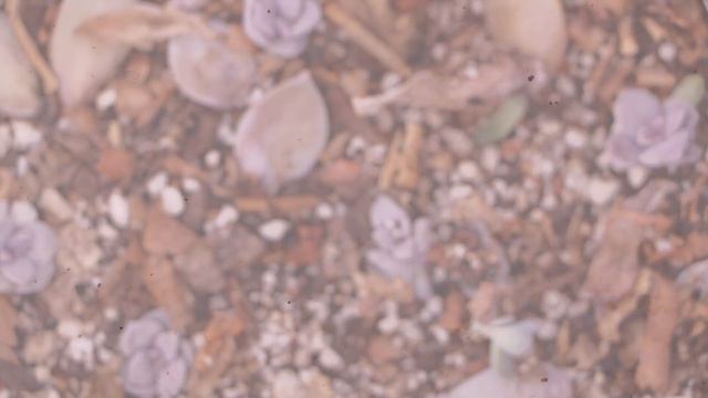 COMO REPRODUCIR CON MUCHO EXITO SUCULENTAS POR HOJAS || GRAPTOPETALUM SUPER BOOM смотреть онлайн