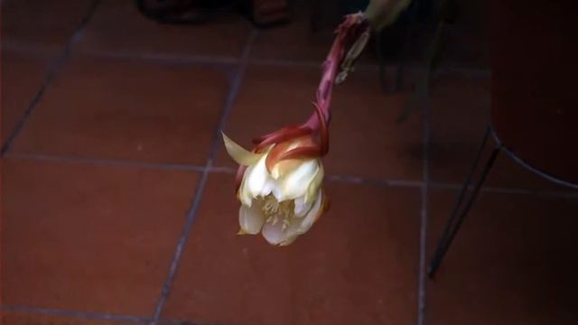 Time-lapse Epiphyllum смотреть онлайн