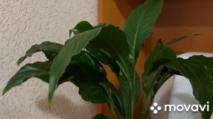 Реанимация спатифиллума при заливе