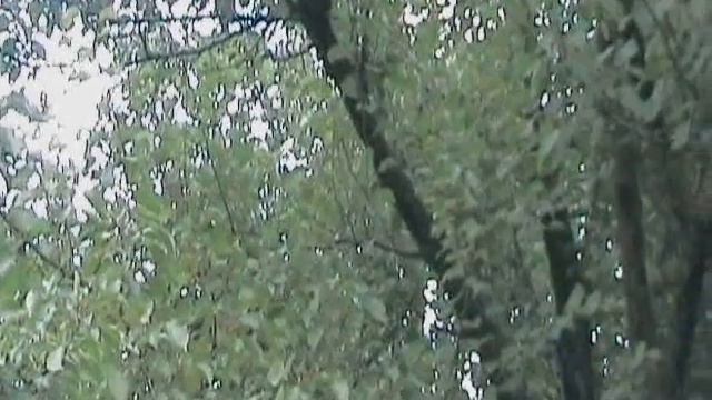Муравьиная свадьба (Стаханов) смотреть онлайн